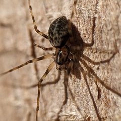 Drapetisca alteranda