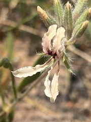 Pelargonium longifolium