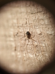 Drapetisca alteranda