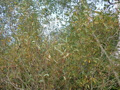 Salix lasiandra