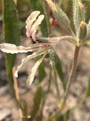 Pelargonium longifolium