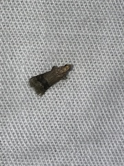 Eulogia ochrifrontella