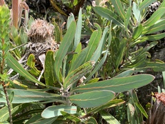 Protea neriifolia