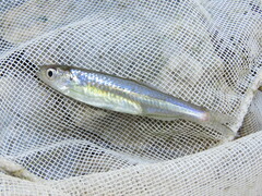 Notropis atherinoides