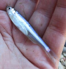 Notropis atherinoides