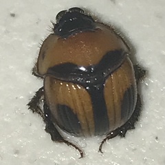 Bolbocerosoma confusum