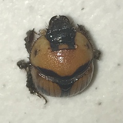 Bolbocerosoma confusum