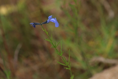 Salvia reptans