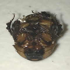 Bolbocerosoma confusum