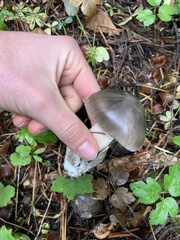 Amanita pachycolea