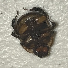 Bolbocerosoma confusum