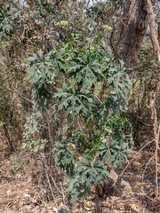 Cnidoscolus aconitifolius