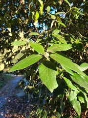Viburnum rhytidophyllum