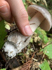 Amanita pachycolea