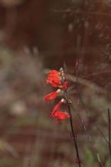 Lamourouxia multifida