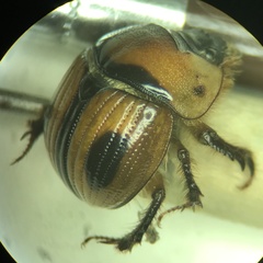 Bolbocerosoma confusum