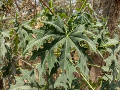 Cnidoscolus aconitifolius