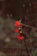 Lamourouxia multifida