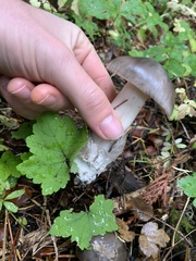 Amanita pachycolea