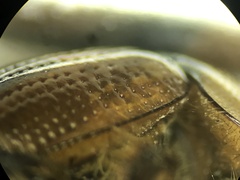 Bolbocerosoma confusum