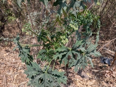 Cnidoscolus aconitifolius