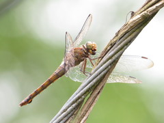 Orthetrum testaceum