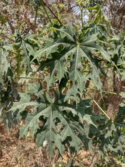 Cnidoscolus aconitifolius