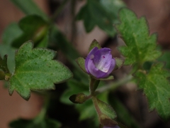 Veronica plebeia