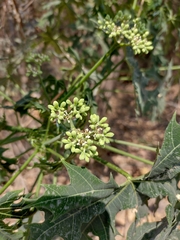 Cnidoscolus aconitifolius