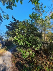 Viburnum rhytidophyllum