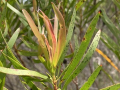 Leucadendron eucalyptifolium