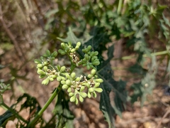Cnidoscolus aconitifolius