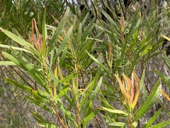 Leucadendron eucalyptifolium