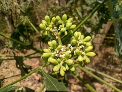 Cnidoscolus aconitifolius