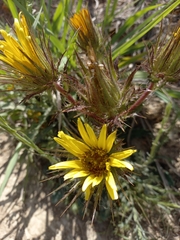 Berkheya armata