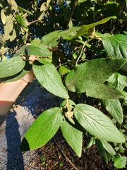 Viburnum rhytidophyllum