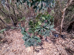 Cnidoscolus aconitifolius