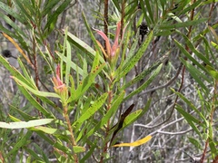 Leucadendron eucalyptifolium