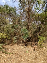 Cnidoscolus aconitifolius