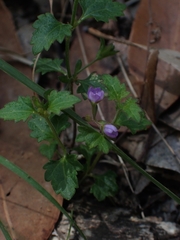 Veronica plebeia