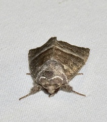 Papaipema eupatorii