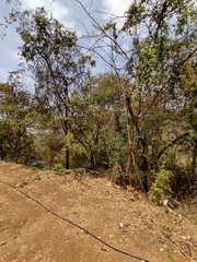 Cnidoscolus aconitifolius