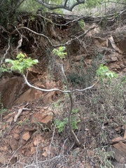 Steganotaenia araliacea