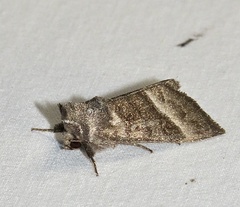 Papaipema eupatorii