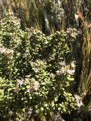 Olearia cymbifolia