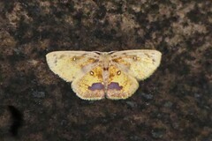 Chrysocraspeda perpicta