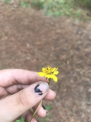 Bidens ostruthioides