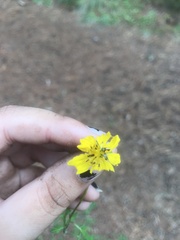 Bidens ostruthioides
