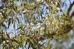 Eucalyptus leucoxylon