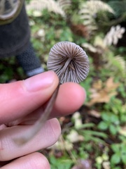 Mycena purpureofusca